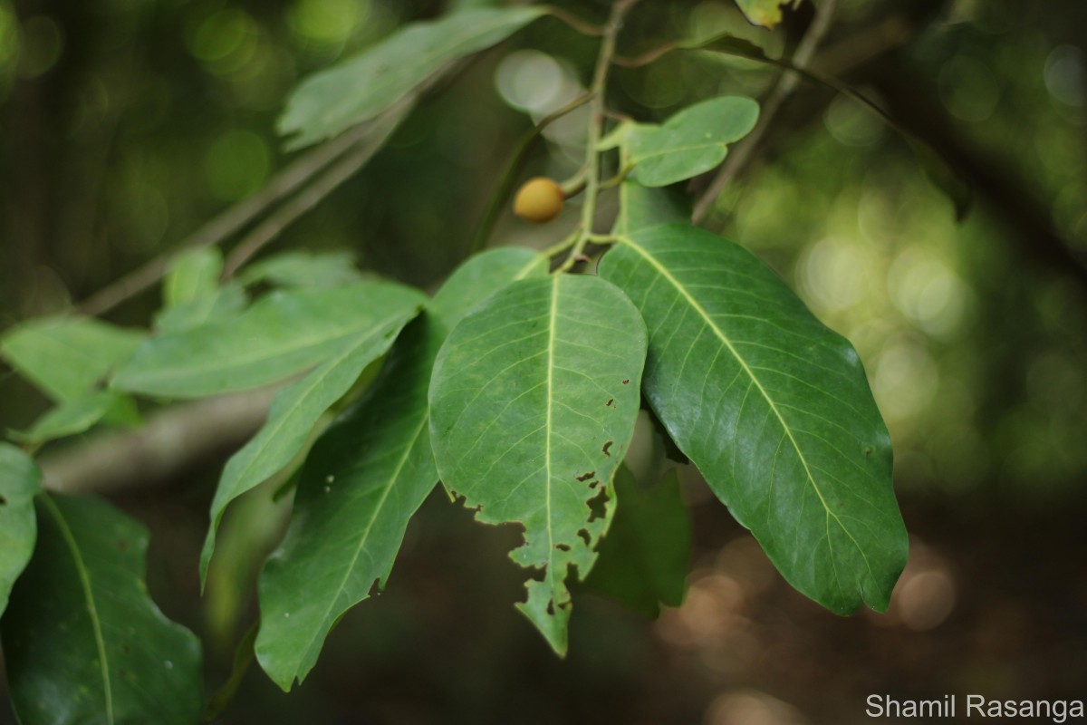 Myristica ceylanica A.DC.